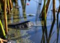 Tides Amplify Biochar’s Carbon Capture Efficiency in Coastal Wetlands