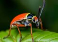 Tropical Insects’ Genomic Limits to Heat