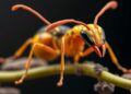 UMD Entomologist Brings Global Ant Diversity to Life with Stunning 3D Imagery