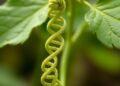 Unveiling Hidden Codes: Scientists Decode Ancient DNA Guiding Gene Function Throughout Plant Evolution
