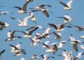 What AI Can Learn from Flocking Birds