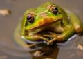 When Parasites Muddy the Message: How Infections Complicate Frog Mating Calls