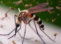 Why Mosquitoes Swarm Your Head: Tracking Signals, Not Each Other