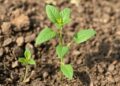 Why Plants Struggle to Thrive in Dry Soil