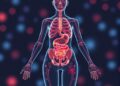 AI Reveals How Menopause Molecularly Affects Different Organs Across the Female Body — Technology and Engineering