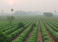 Air Pollution’s Total Impact on Crop Yields