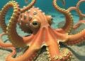 Ancient Giants: How Giant Octopuses Dominated the Oceans 100 Million Years Ago