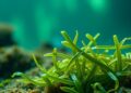 Bacteria Engineered with Dual Enzyme System Achieve Full Alginate Breakdown, Unlocking Seaweed’s Potential