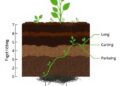 Biochar Enhances Soil Carbon Storage via Microbial Activity, with Effects Differing by Soil Depth