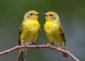 Bird Behavior: Demographics Shape Promiscuity and Parenting, Not Vice Versa