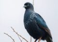 Black Grouse Eye Study Identifies Optimal Flag Designs to Shield Birds from Deadly Power Cables
