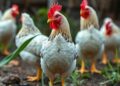 Breaking Ground in Eco-Friendly Chicken Gene Editing
