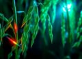 Breakthrough Rice Study Unravels Decades-Old Mystery in Organic Light-Emitting Crystals