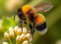 Bumblebee Bacterium Enables Vitamin B2 Production in Soya Drinks
