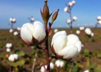 CRISPR/CAS Genome Editing Advances High-Quality Cotton Development, New Crop Journal Study Reveals — Agriculture