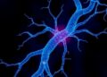 CUX2 Neuron Growth Demands Enhanced DNA Repair