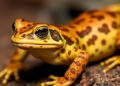 Cane Toads Accelerate Evolution: Rapid Adaptation Uncovered