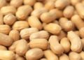 Cold Plasma Treatment Shows Promise in Reducing Allergenicity of Peanuts, Study Finds