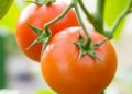 Combining Two Genes: A Promising Approach to Creating Virus-Resistant Tomatoes