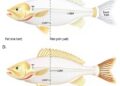 Comparative Study of Intermuscular Bones in Hybrid Fish (BTB) and Their Parent Species
