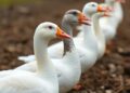 Concordia Research Reveals Goose Poop as a Catalyst for Circular Agriculture