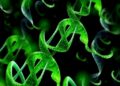 Conserved DNA Architect Links Chloroplasts to Cell Cycle