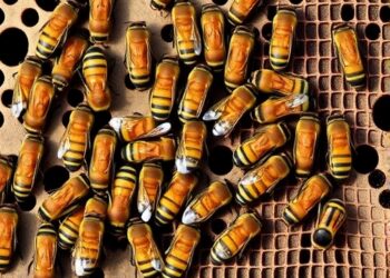 Cornell Researchers Record One of the Largest Ground-Nesting Bee Populations Ever Documented