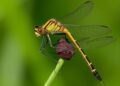 Damselfly Mating Strategies Shed Light on Reproductive Barriers