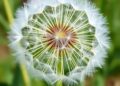 Dandelion Polyphenols Combat Inflammation Pathways