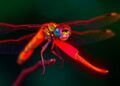 Dragonflies and Humans Detect Red Light Using the Same Mechanism