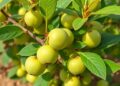 Drip-Irrigated Halotolerant PGPB Enhance Jujube Yield and Quality in Saline Soils by Modulating Soil Bacterial Communities