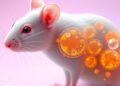E-selectin Microbubbles Boost Kidney Protection in Rats