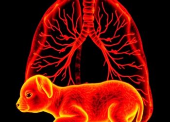 Electrical Impedance Tomography Tracks Newborn Lamb Lung Circulation