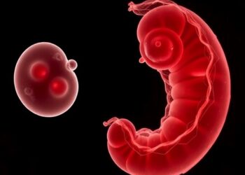 Embryos Show Resilience to Cell Division Disruptions at Key Developmental Stages — Biology