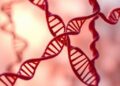 Ensuring Non-Clinical Safety in CRISPR/Cas Genome Editing: Key Considerations