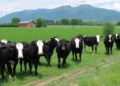 Environmental Effects of Intensive Beef Farming in Veneto