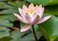 Exploring Nymphaea spp. in Cosmetics: A Review of Extraction Methods, Key Bioactives, and Skincare Benefits