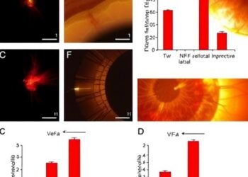 Extracellular Vesicles from TNF-α-Primed MSCs Alleviate Inflammatory Retinal Damage