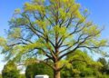 Fast-Track Tree Breeding Revives European Ash Populations Across the Landscape