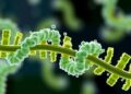 Fresh Discoveries Reveal How Bacteria Control Their DNA
