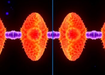 From Four to Two: How Duplicated Genomes Return to Diploidy