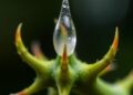 From Teeth to Thorns: How Coincidences Shape Nature’s Universal Pointed Forms