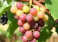 Genetic Markers Accelerate Development of Seedless Muscadine Grapes