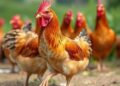 Genome Analysis Reveals Chicken Heat Stress Resistance