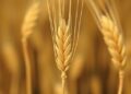 Genome Mapping Uncovers Wheat Pathogen Host Genes