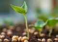 GmJAZ8 Accelerates Soybean Seed Germination