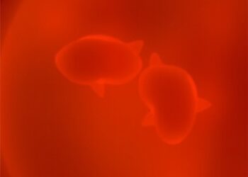 Hippo Pathway Controls Fetal Lung Growth in Hypoxia