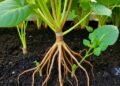 How Do Plant Roots Adapt to Unpredictable Temperature Changes?