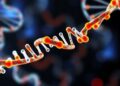 How Mitochondrial DNA Influences Your Health: What Science Reveals