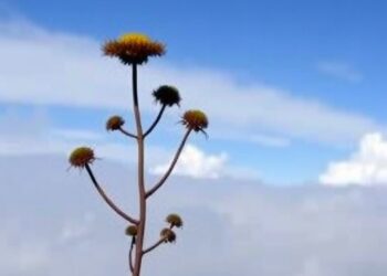 How Primitive Plants Adapted to Survive Earth’s Most Devastating Extinction Event